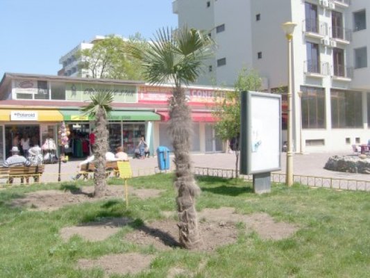 Mamaia şi-a întâmpinat primii turişti cu palmierii plantaţi la loc